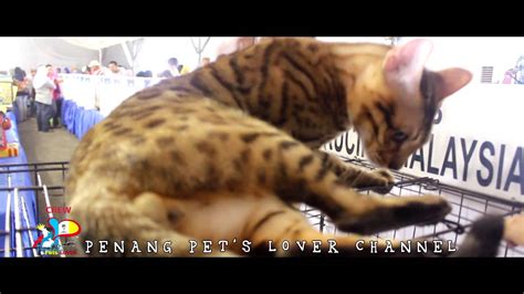 Kkm means kelab kucing malaysia. Kelab Kucing Malaysia Event Taman Ular , Perlis 20 - YouTube