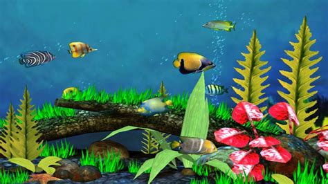 Live Fish Wallpapers Top Free Live Fish Backgrounds Wallpaperaccess