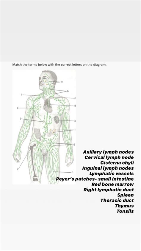 Diagram Of Armpit Lymph Nodes