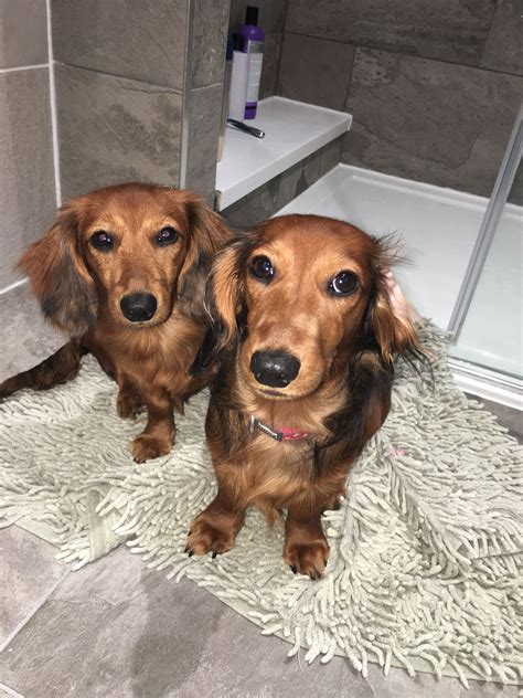 Red Miniature Long Haired Dachshunds Long Haired Miniature Dachshund