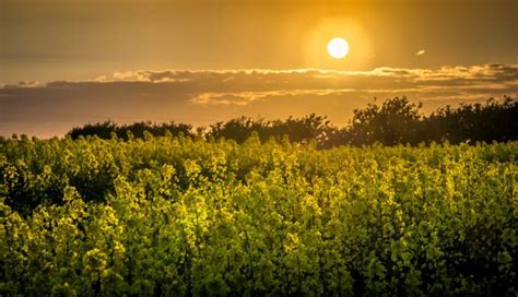 Fields Rapeseed Sunrises And Sunsets Sky Sun Nature Wallpapers
