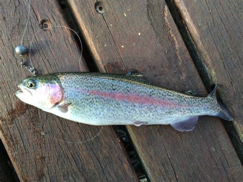 How To Catch Rainbow Trout In A Stocked Pond More Trout