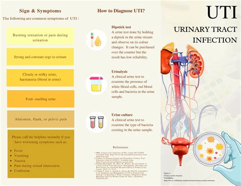 Uti Brochure Introduction Risk Factors Consequences Prevention