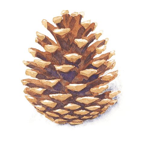 How To Paint Watercolor Pine Cones The Easy Way Watercolor Affair