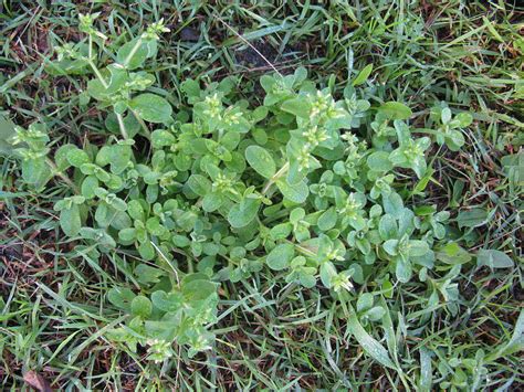 Weeds With Purple Flowers Texas The 8 Most Notorious Lawn Weeds In