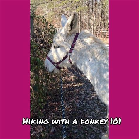 Donkey Listener On Instagram Flash Is Building Confidence Hiking And