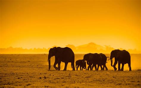 100 Safari Backgrounds Wallpapers Com