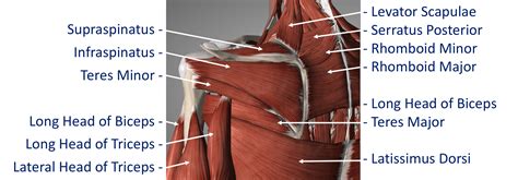 Fig 11 Posterior Intermediate Muscles Cambridge Shoulder