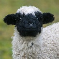 Oh noble sheep, we eat your babies (PsBattle: Black faced sheep) : r/30ROCK