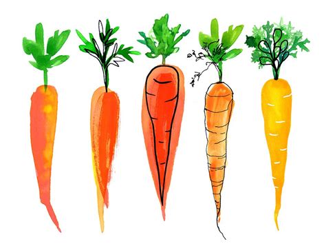 Carrots © Magrikie Vegetable Illustration Carrot Drawing Illustration