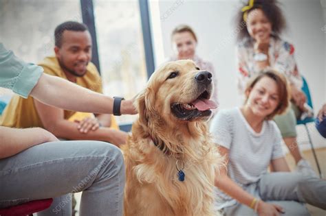 People Petting Dog In Group Therapy Session Stock Image F0206570