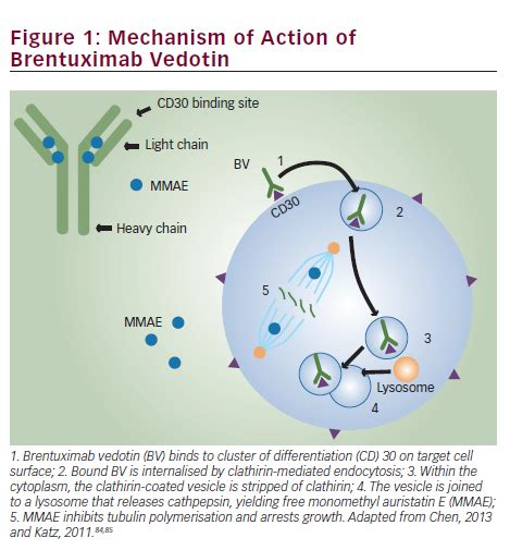 Array Glücklich Center epirubicin mechanism of action Sportlich