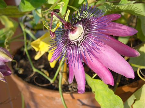 Container Grown Passion Flowers - Guide To Growing Passion Flower In ...