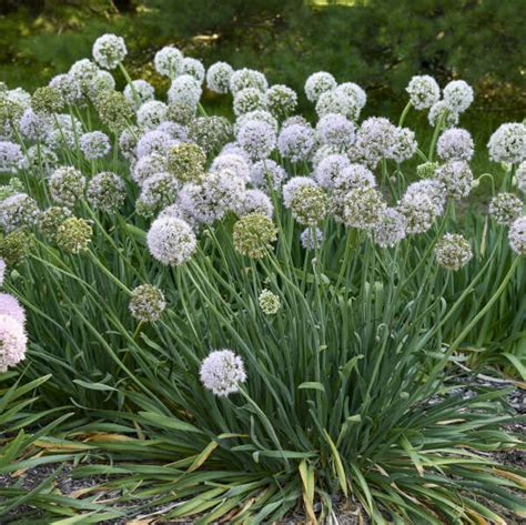 Allium Bobblehead PPAF CPBRAF Walters Gardens Inc