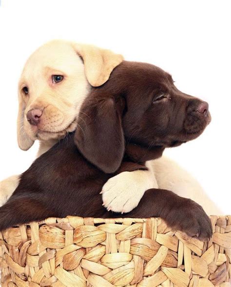 For the chocolate glaze, place the butter, chocolate and coffee in a heatproof bowl and microwave on high for 30 seconds. Labrador Retriever Names: Black, Yellow, Chocolate Labs