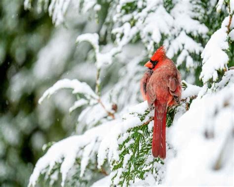 42 Amazing Cardinal Facts You Probably Didnt Know