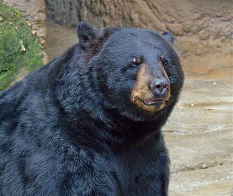 American Black Bear A Guide To Bears
