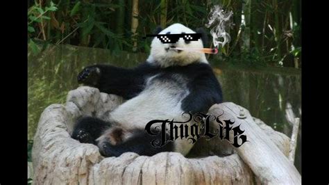 Csgo Thug Life With Panda Pandalicious Youtube