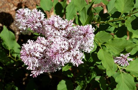 Thinking some nurturing/ watering would solve plus size was a good 3 gallon. Miss Kim Lilacs: Compact Alternative for Small Yards