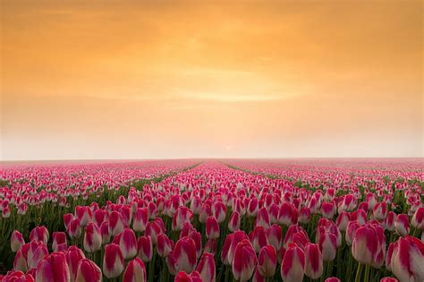 Hd Wallpaper Flowers Tulip Earth Field Horizon Pink Flower