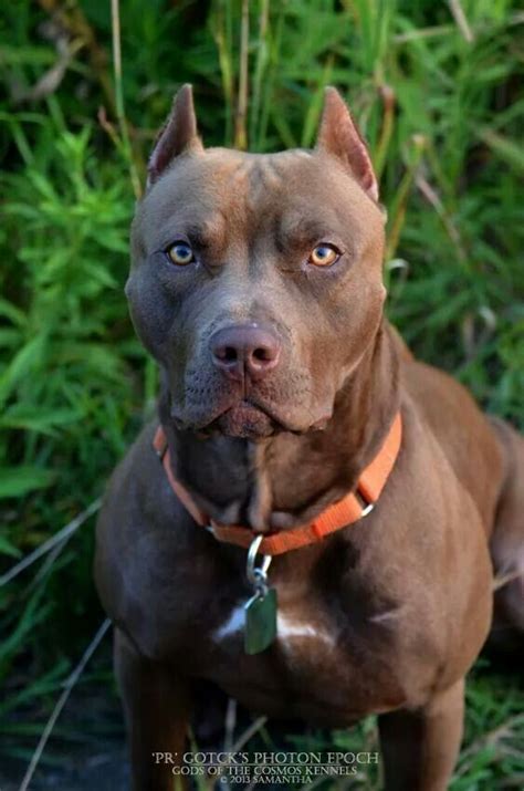 A Brown Pitbull Is Sitting In The Grass