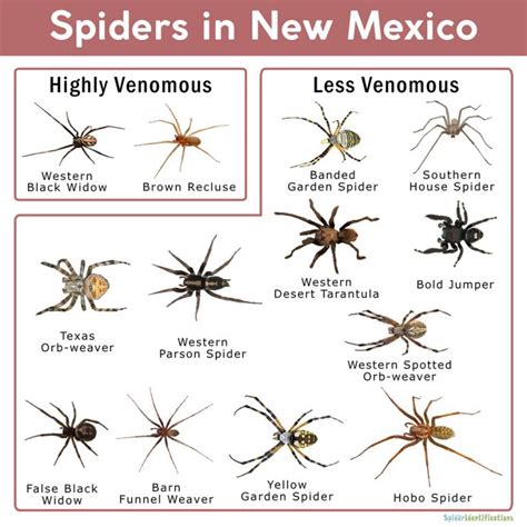 Spiders In New Mexico