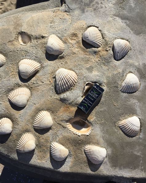 She sells seashells by the seashore | She sells seashells, Instagram, Instagram posts