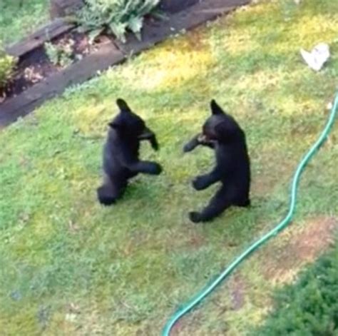 Tennessee Bear Cubs Have A Wrestling Match In A Back Garden Daily