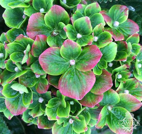 Hydrangea Jade Camflor Inc