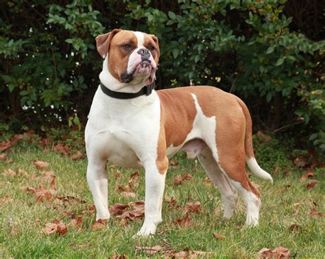 All About Animal Wildlife American Bulldog Images And Facts