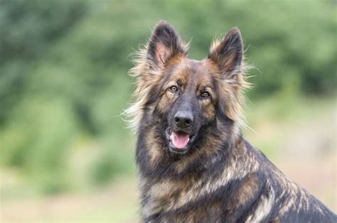 Sable German Shepherd The Ultimate Breed Guide All Things Dogs