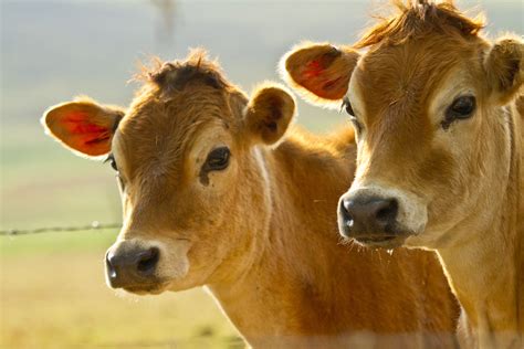 Happy Cows Have More Calcium Industry Buzz