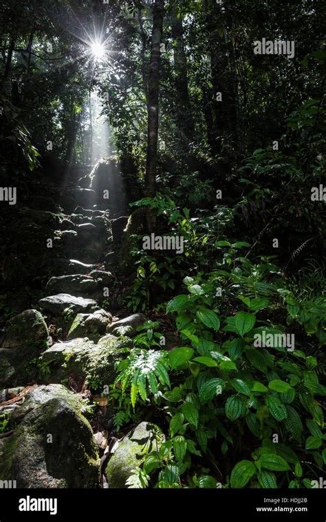 Sonnenlicht Strahlen Gießen Sie Durch Blätter In Einem Regenwald Im