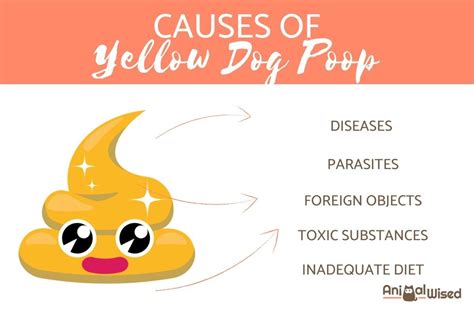 My Dog Has Yellow Dog Poop What Does It Mean