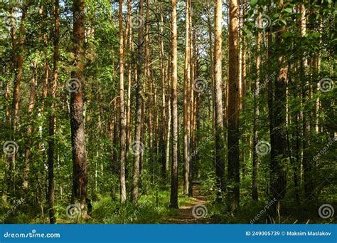 Slender Trunks Of Pine Trees Illuminated By Sunlight In A Green