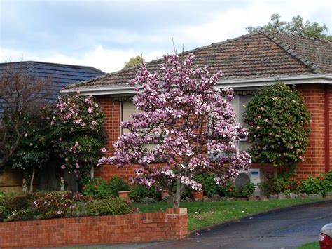 Ornamental Tree Care How To Use Ornamental Trees In
