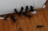 Images of Moisture Ants Vs Carpenter Ants