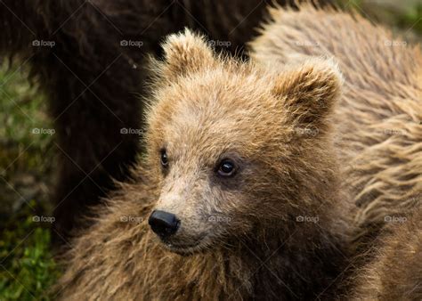 Cub Cute Baby Grizzly Bear