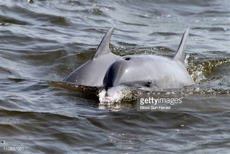 Dolphin Gulf Of Mexico Photos And Premium High Res Pictures Getty Images