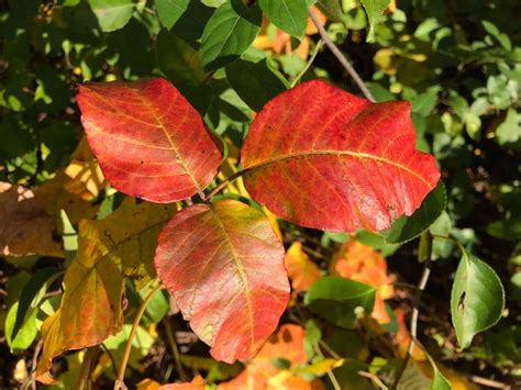 How To Identify Poison Ivy In All 4 Seasons