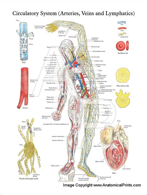 Anatomical Charts And Posters