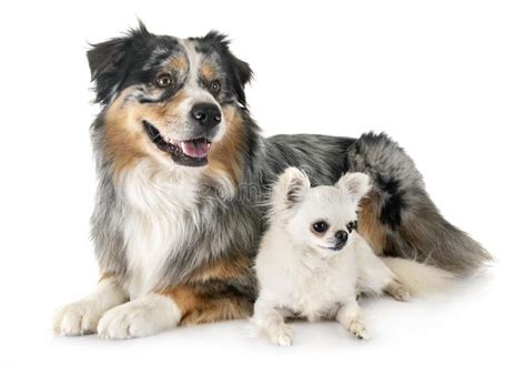 Australian Shepherd And Chihuahua Stock Image Image Of Aussie