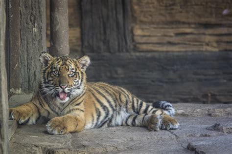 Suka Suka 5 Month Old Sumatran Tiger Cub San Diego Zoo S Flickr