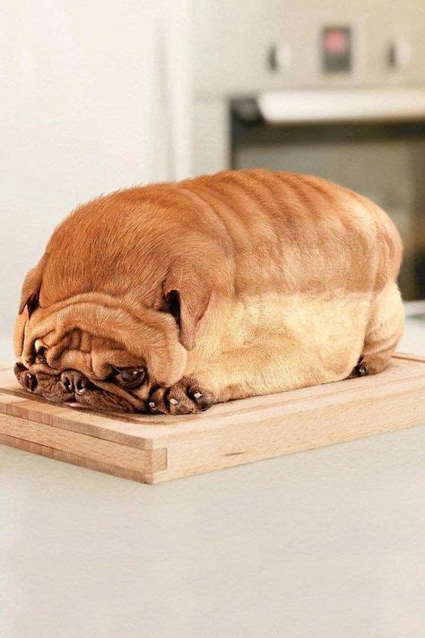 Pugloaf Cute Funny Animals Cute Animals Dog Bread
