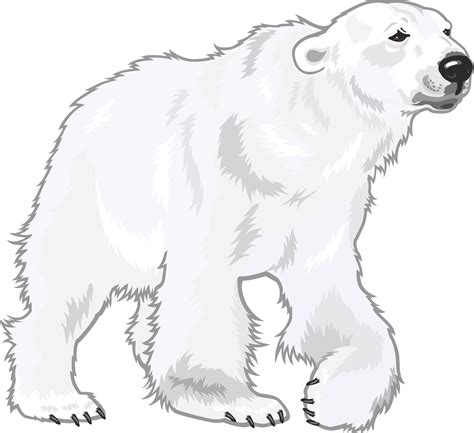 Polar Bear Cartoon Png