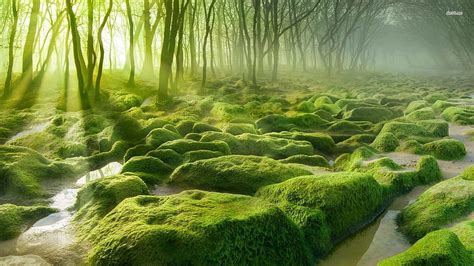 Forests Water Rocks Nature Forest Moss Rock Mossy Green Hd Wallpaper
