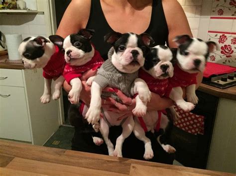 Our puppies are sold as pet quality only not show dogs, however dexter has produced some very nice healthy puppies. Boston Terrier Puppies For Sale | Houston, TX #258935