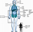Human Body: Anatomy, facts and functions
