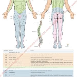Dermatomes Myotomes And Dtr Poster X Chiropractic Etsy Australia