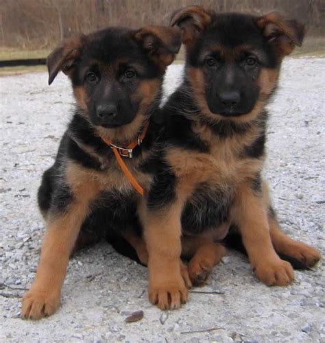 Black And Red German Shepherd Puppies Petsidi